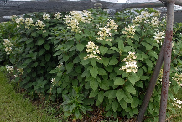 Hydrangea paniculata Quickfire