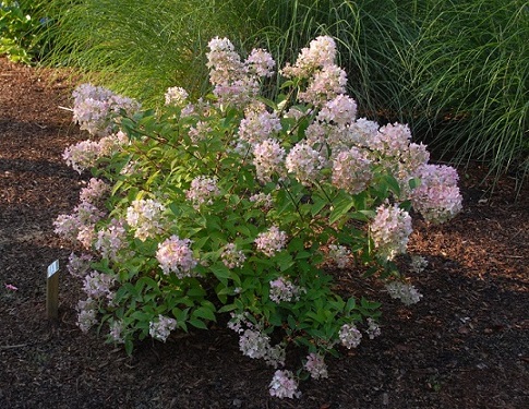 Hydrangea paniculata Tickled Pink