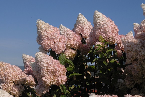 Hydrangea paniculata Vanilla Strawberry close-up