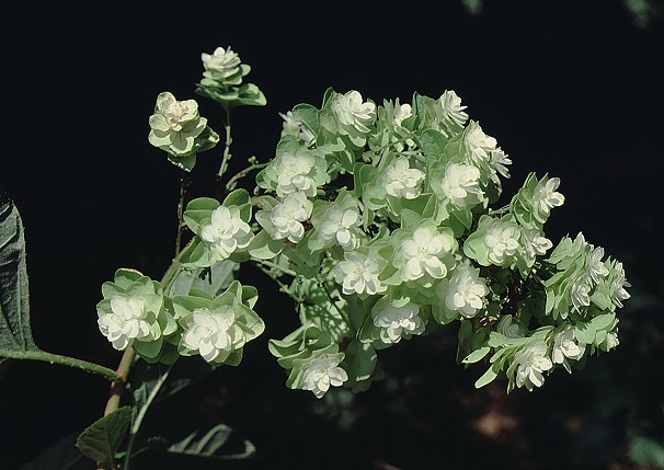 Hydrangea quercifolia 'Harmony'