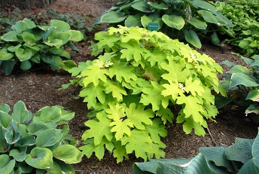 Hydrangea quercifolia 'Little Honey'