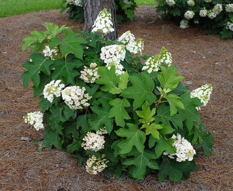 Hydrangea quercifolia 'Munchkin'