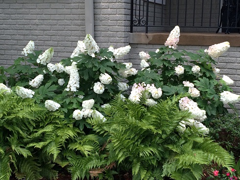 Hydrangea quercifolia 'Snow Queen' plant