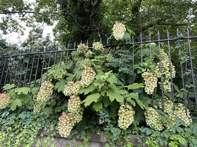 Hydrangea quercifolia 'Snowflake' plant