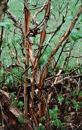 Hydrangea quercifolia bark