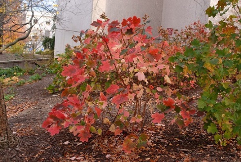 Hydrangea quercifolia fall color