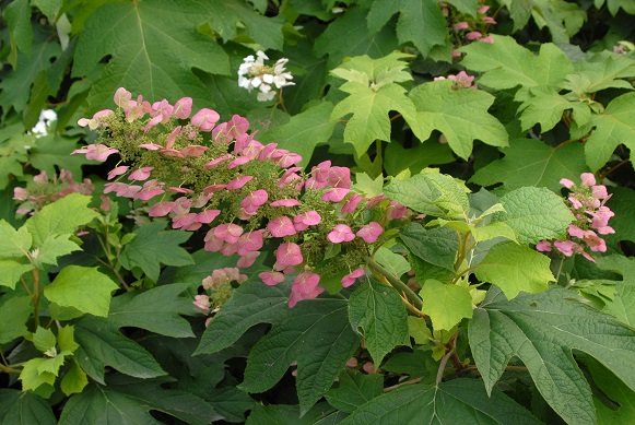 Hydrangea quercifolia quercifolia close-up past peak