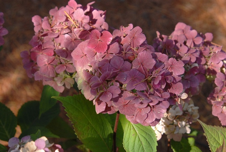 Hydrangea serrata 'Preziosa'