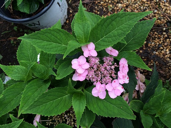 Hydrangea serrata 'Tiny Tuff Stuff'