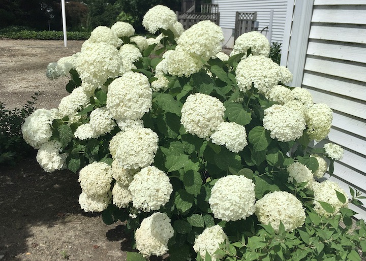 Hydrangea arborescens Incrediball