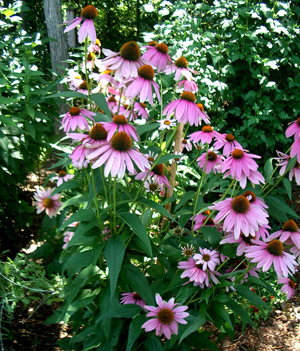 Picture of Purple Coneflower (Echinacea purpurea) form with pinkish-purple flowers with dark maroon centers.