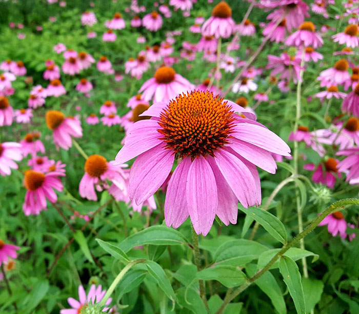 Picture closeup of Purple Coneflower (Echinacea purpurea) flowers with pinkish-purple petals hanging downward from dark maroon center to mimic 'cone' shape.