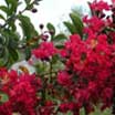 Crapemyrtle Image