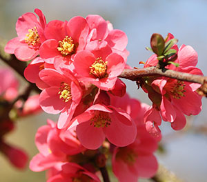 flowering quince blossoms