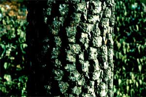 Picture of Persimmon tree bark.