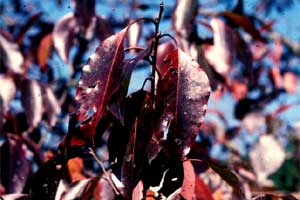 Picture of Persimmon tree leaves in fall color.