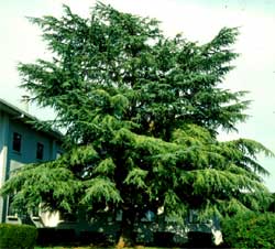 Picture of an Atlas Cedar tree. Link to Atlas Cedar tree.