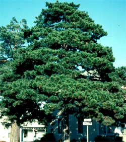 Picture of Austrian pine tree