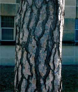 Picture of Austrian pine bark