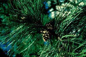Picture of Austrian pine needles and fruit