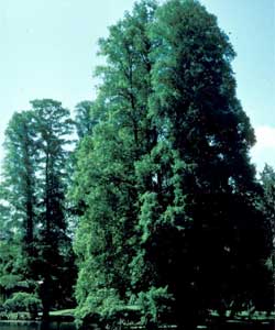 Picture of Baldcypress tree