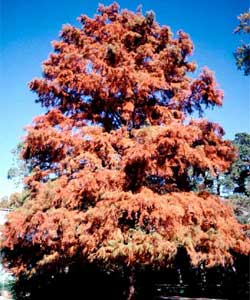 Picture of Baldcypress tree in fall colors.