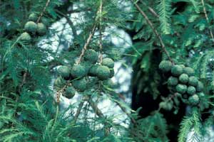 Picture of Baldcypress fruit and needles
