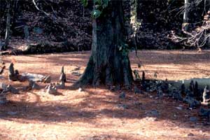 Picture of Baldcypress knees