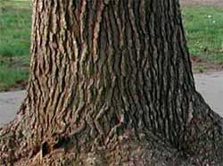 Bark colors outlet
