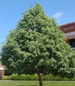 Picture of a Basswood tree