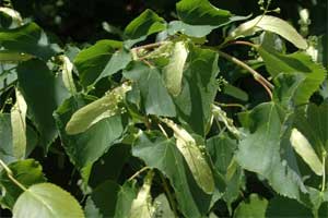 Picture of Basswood tree leaves
