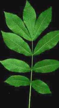 Picture of Bitternut Hickory tree leaves. Link to Bitternut Hickory tree.