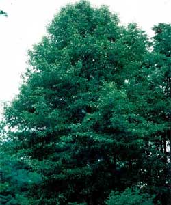 Picture of a Black Tupelo tree