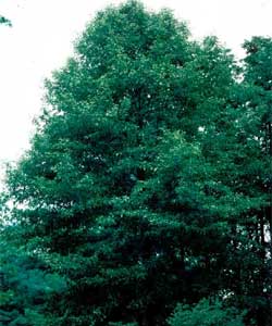 Picture of a Black Tupelo tree Picture of a Black Tupelo tree