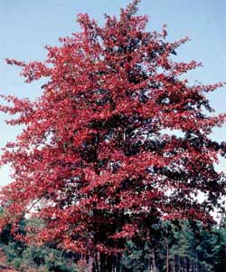 Picture of Black Tupelo tree with fall leaves.