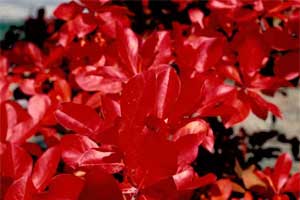 Picture of Black Tupelo tree with leaves in fall color. Picture of Black Tupelo tree with leaves in fall color.
