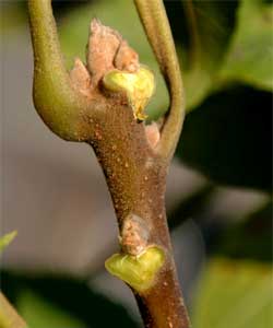 Picture of Black Walnut twig with bud and leaf scar.