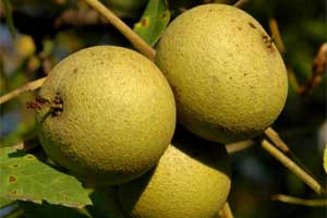 Picture of rounded tree fruit. Link to Black Walnut tree.