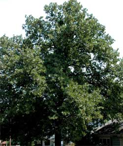 Picture of a Blackjack Oak tree