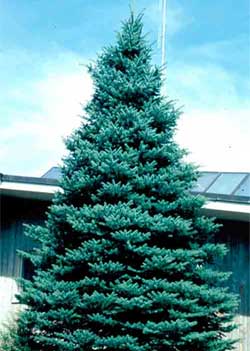 Picture of a Blue Colorado Spruce tree. Link to Blue Colorado Spruce tree.