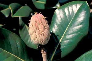 Picture of Southern Magnolia tree fruit. Link to Southern Magnolia tree.