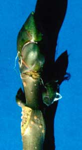 Picture of a resinous sticky bud. Link to Common Horsechestnut
