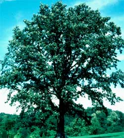Picture of a Bur Oak tree. Picture of a Bur Oak tree.