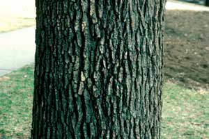 Picture of Bur Oak bark. Picture of Bur Oak bark.