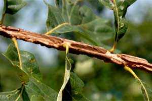 Picture of Bur Oak branch with corky wings. Picture of Bur Oak branch with corky wings.