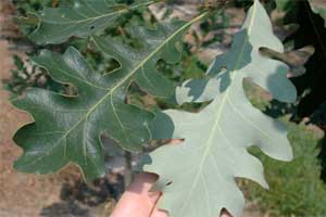 Picture of upper and underside Bur Oak tree leaves. Link to Bur Oak tree.