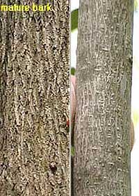Picture of Bitternut Hickory bark Picture of Bitternut Hickory bark