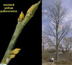 Picture of Bitternut Hickory buds and tree Picture of Bitternut Hickory buds and tree