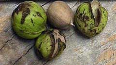 Picture of Bitternut Hickory fruit Picture of Bitternut Hickory fruit