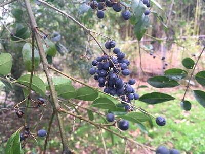 Chinese Privet in Arkansas Dark Berries on the Chinese Privet in Arkansas
